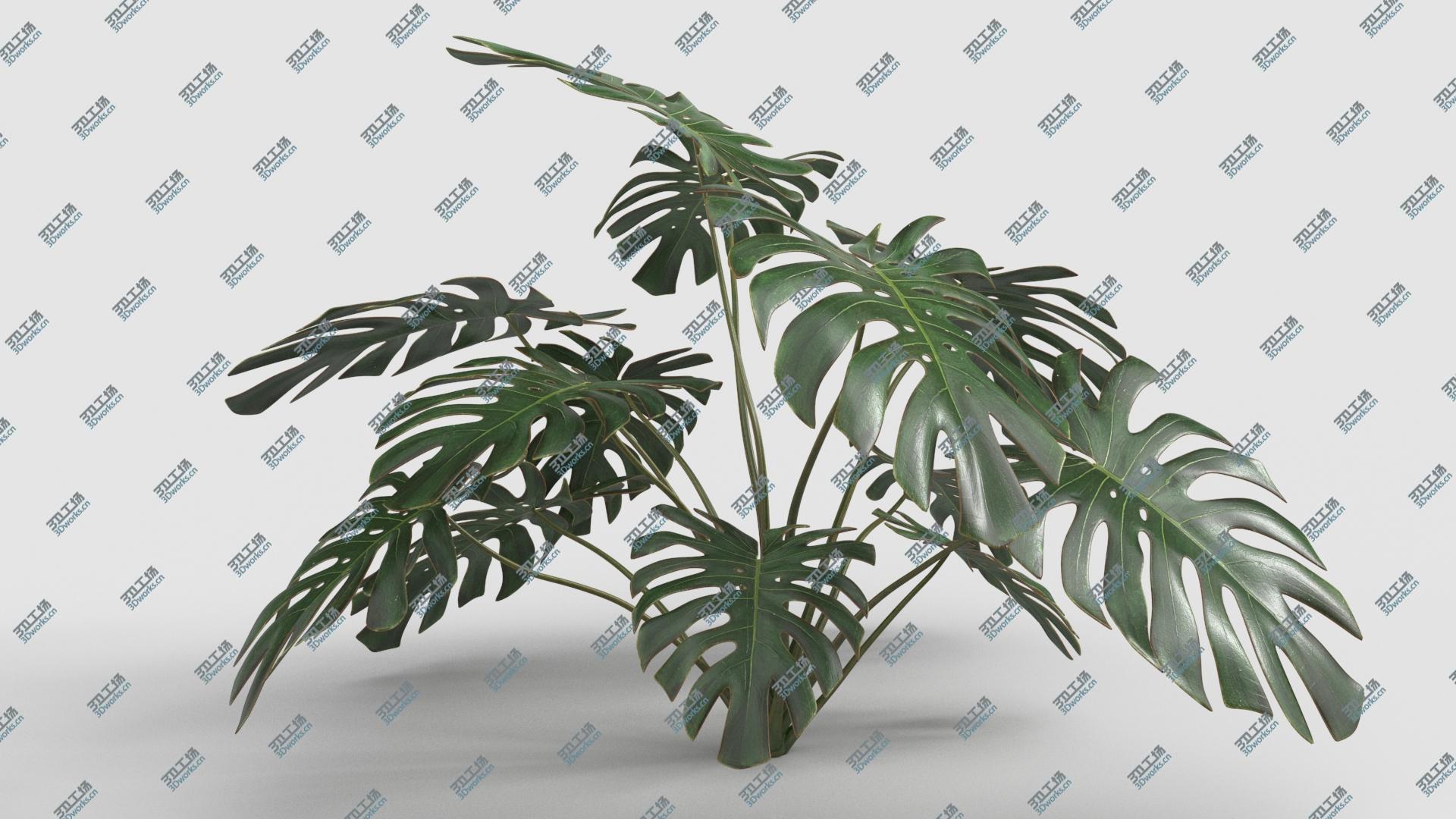 images/goods_img/2021040163/Plant Monstera Deliciosa 3D model/3.jpg